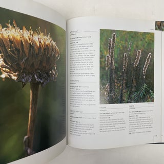 SEEDHEADS IN THE GARDEN